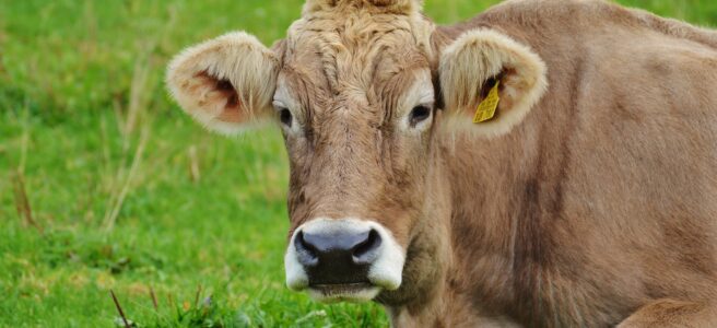 Kleine Kühe machen weniger Mühe