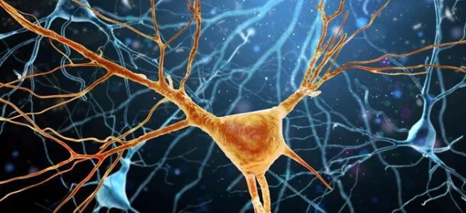 Neuromythen im Klassenzimmer