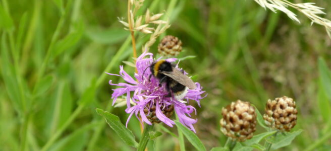 Die schönste Wiese im Land