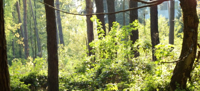 Zustandsbericht über ein einmaliges Ökosystem